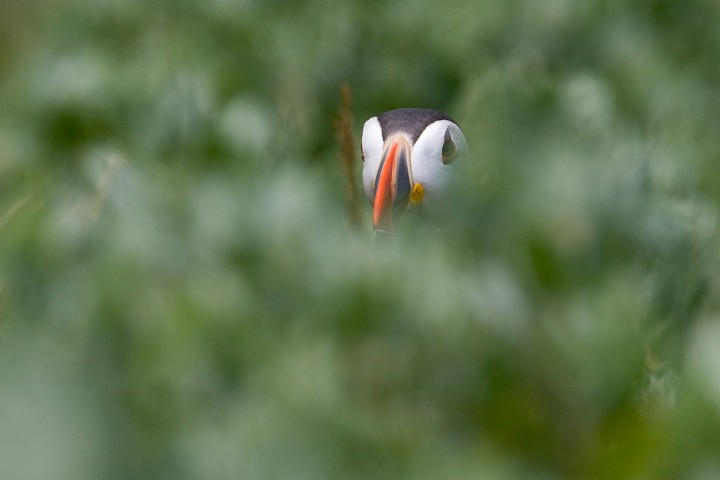 Papageitaucher Fratercula arctica Atlantic Puffin